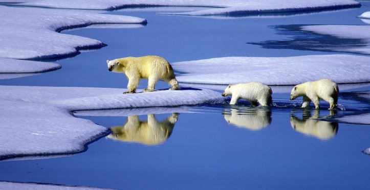 Drei Eisbären wandern über schmelzende Eisschollen